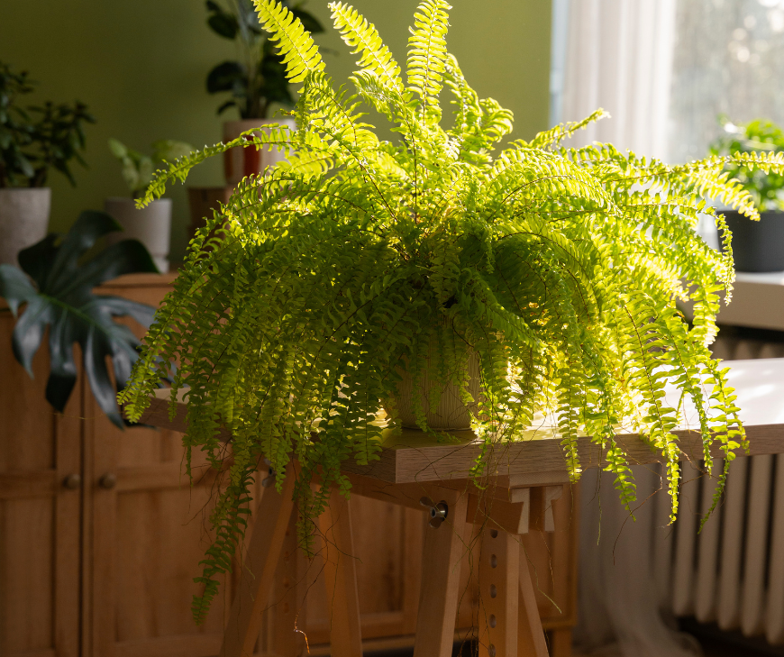 Ferns are basically made for that “fresh after rain” feeling.